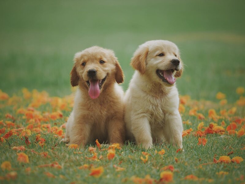 Dogs playing together on green grass in a park