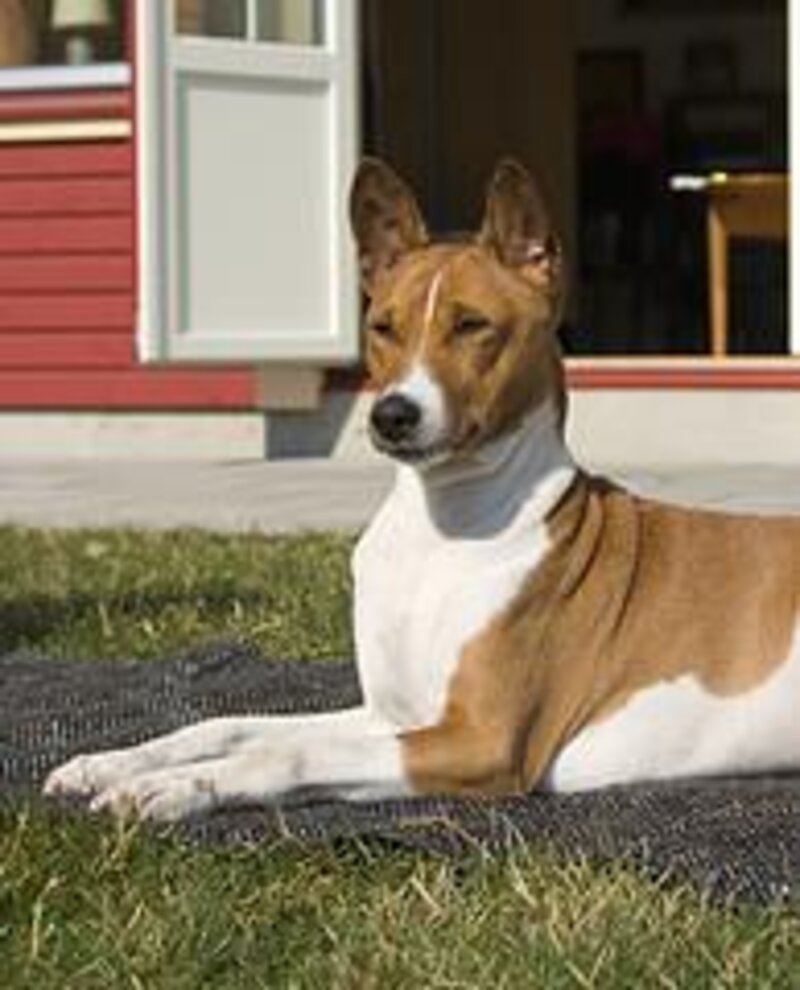 Basenji dog standing alert, real photograph