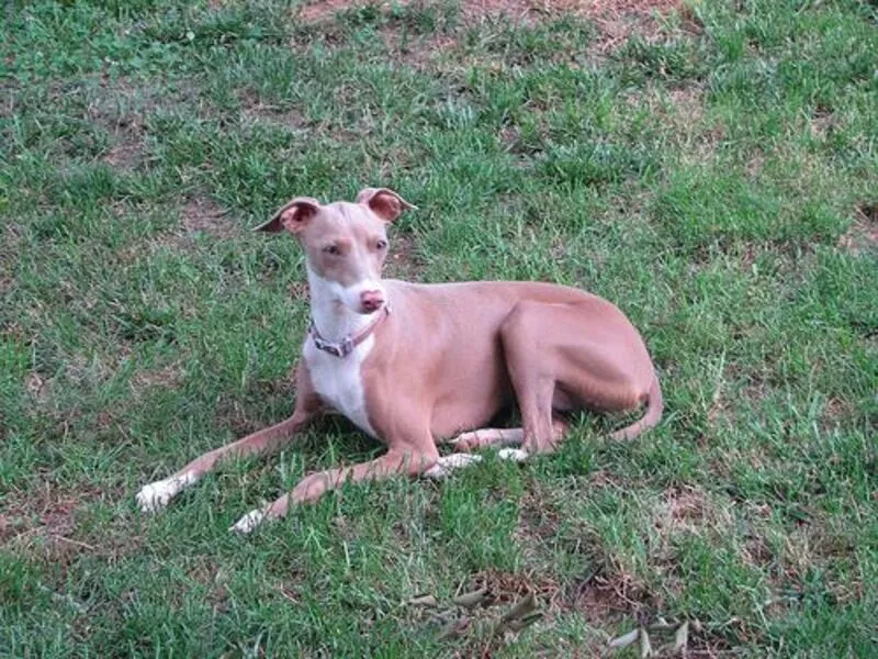 Galgo Español retrato perro
