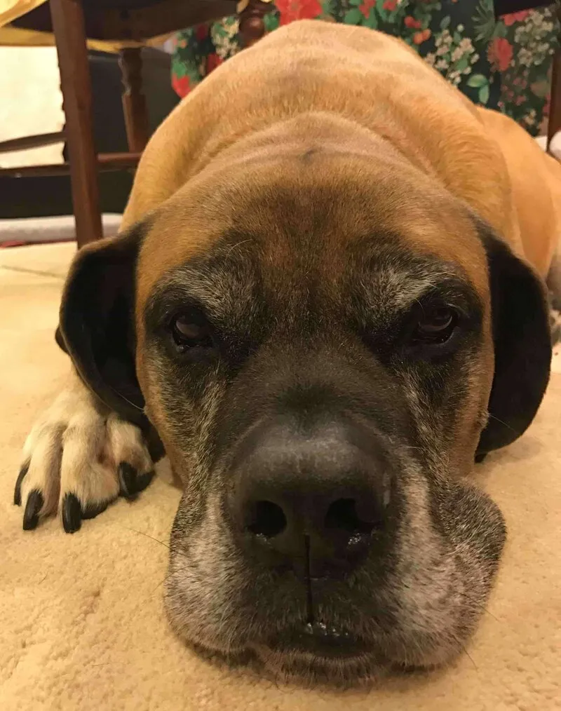 Foto real de mastin ingles