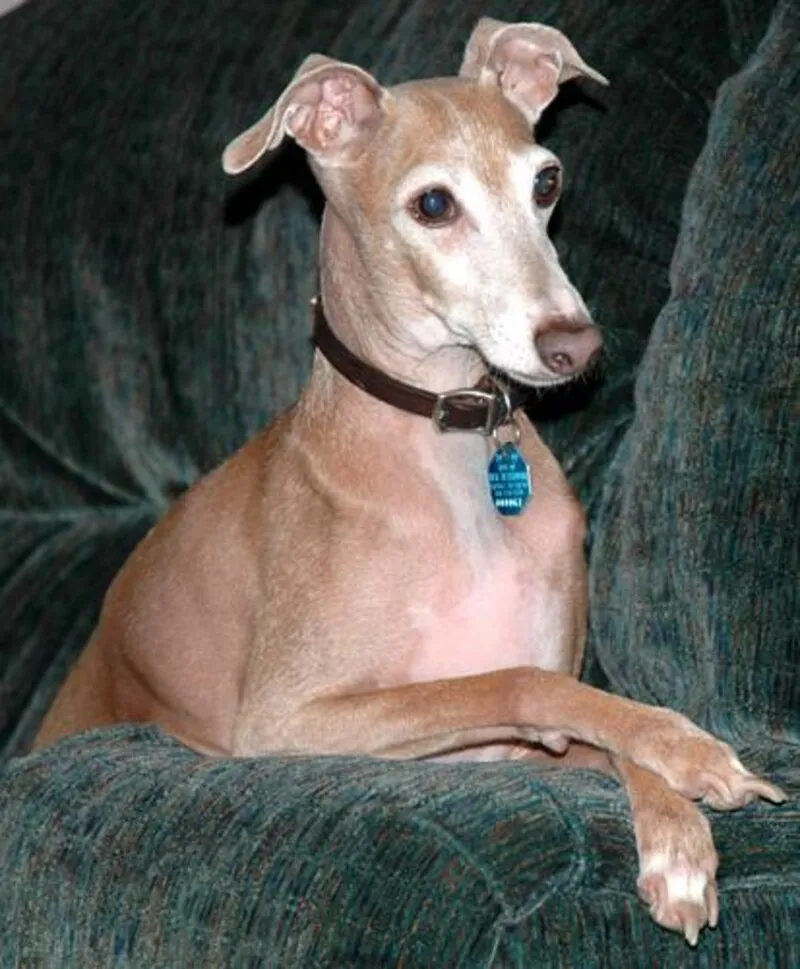 Foto real de galgo podenco