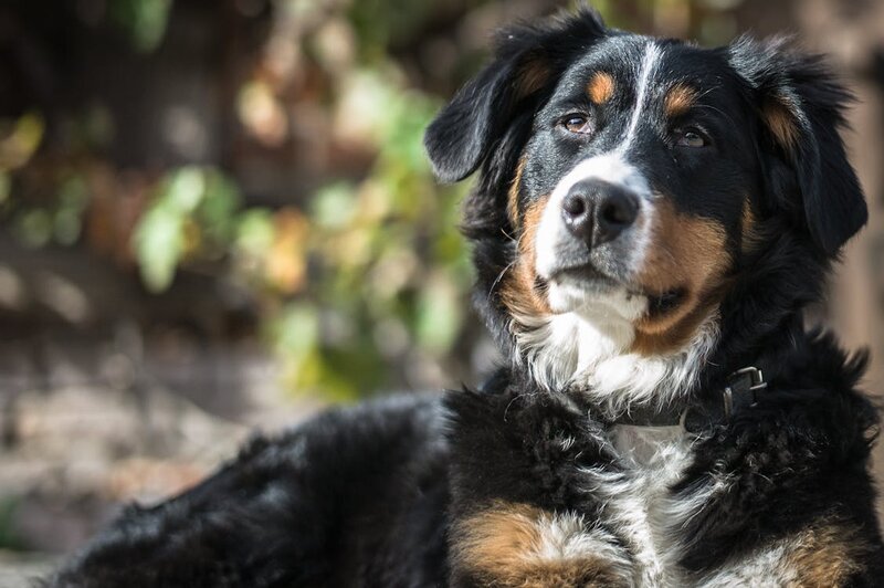 Bernese Mountain Dog with tricolour coat relaxing outdoors