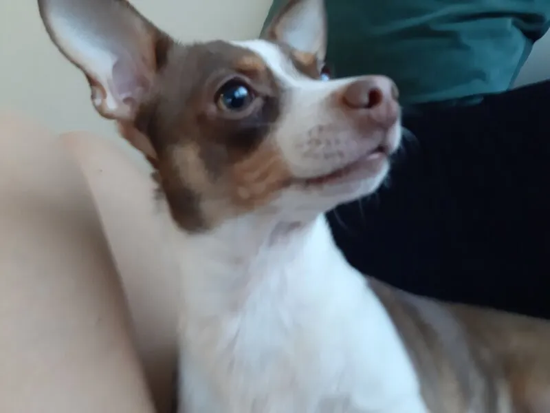 Foto real de terrier pequeno